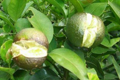 果實(shí)到底為什么會(huì)裂果，原因居然是這些！